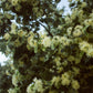 Ekologiška liepžiedžių arbata LINDEN