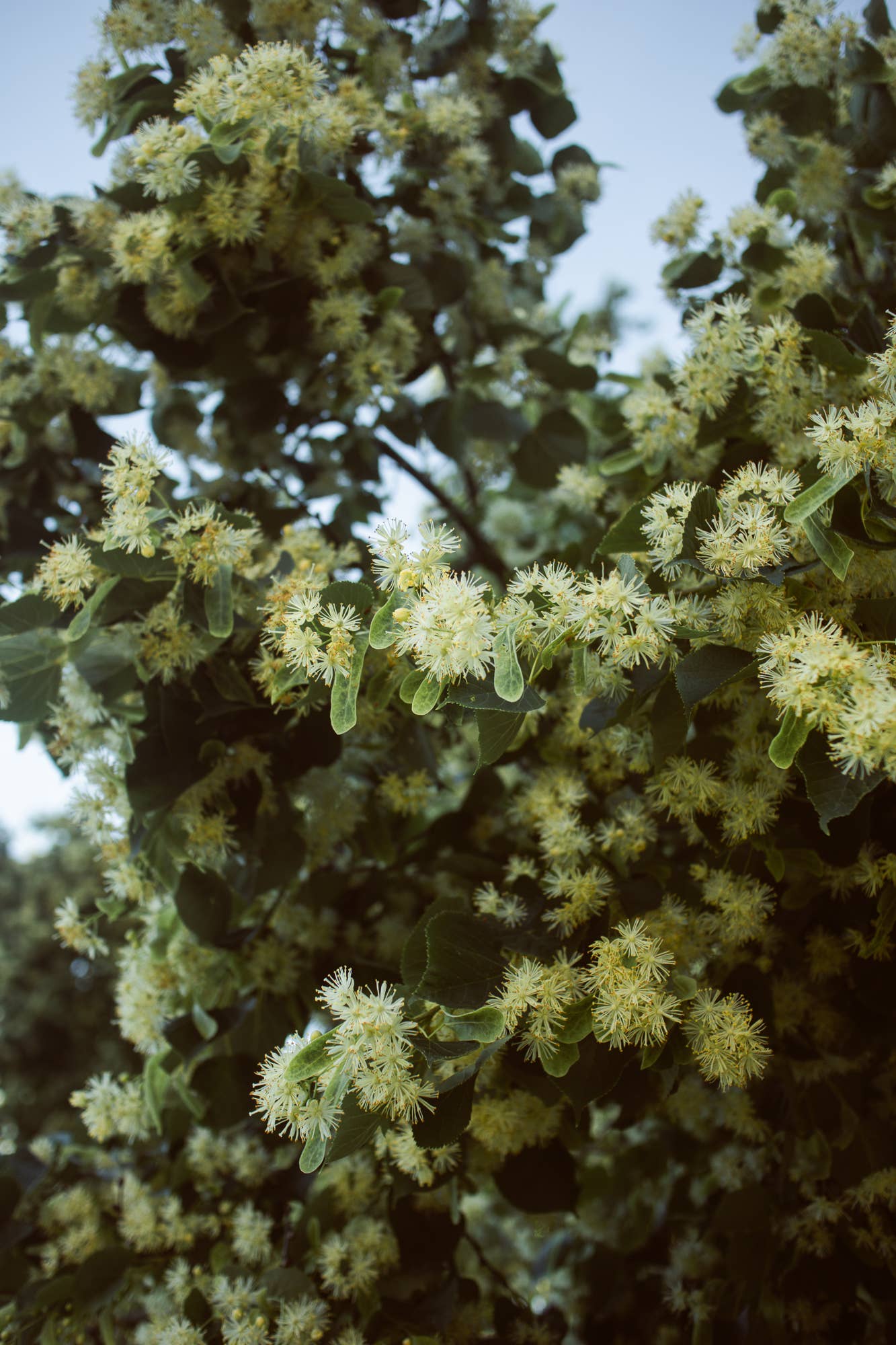 Ekologiška liepžiedžių arbata LINDEN