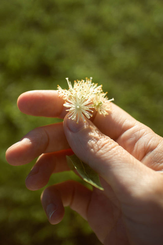 Ekologiška liepžiedžių arbata LINDEN